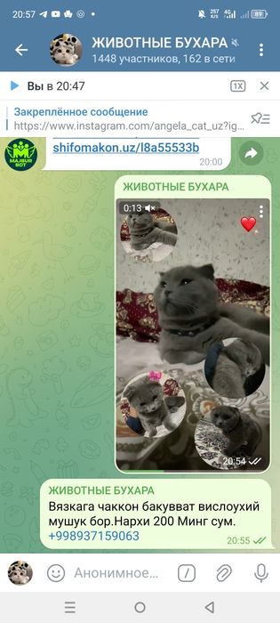 Продается кошка шотландский