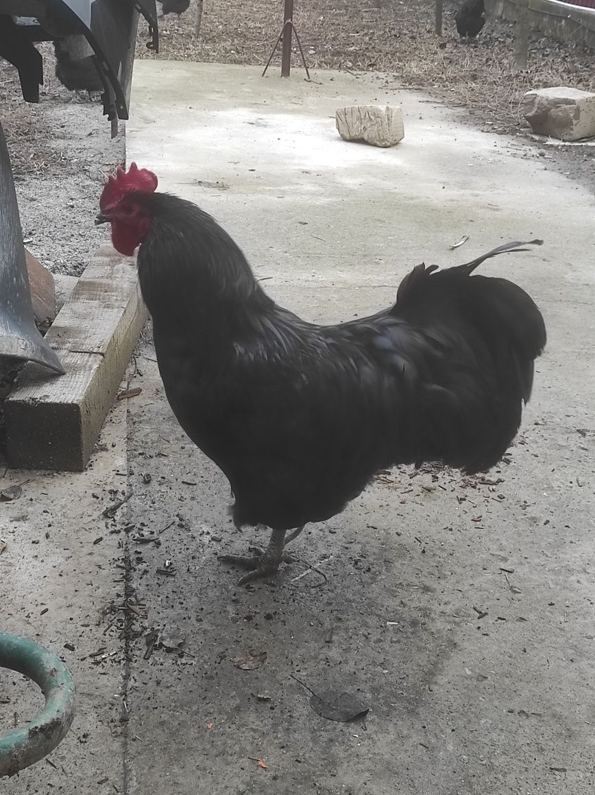 Ouă australorp incubație