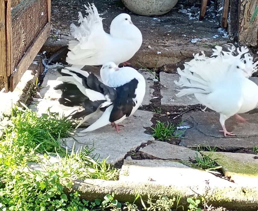 Гълъби фенерлия декорация