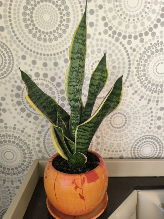 Продам сансиеверию