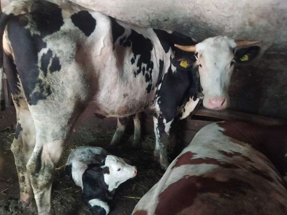 Vaca de vinzare cu vitea de 3 zile la prima fatare.