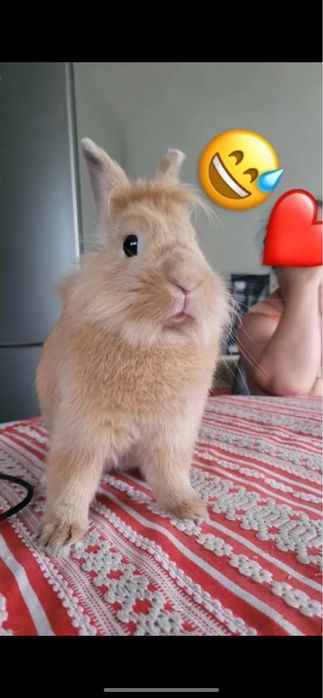 Iepuraş spre adopție , caut o familie responsabilă.