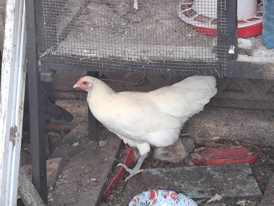 2+1 Australorp aprox 5 luni