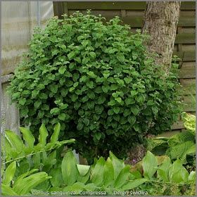 Дрян Компреса (Cornus sanguinea Compressa)