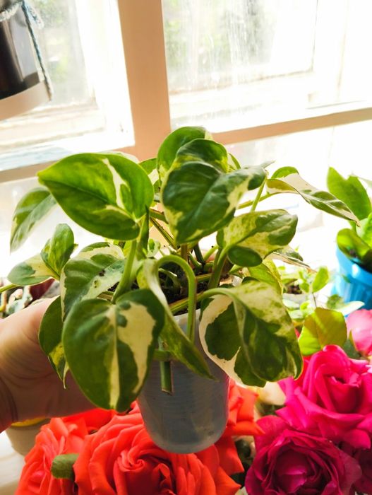 Сциндапсус энджой