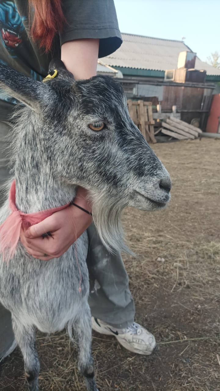 Продам  дойную козу.