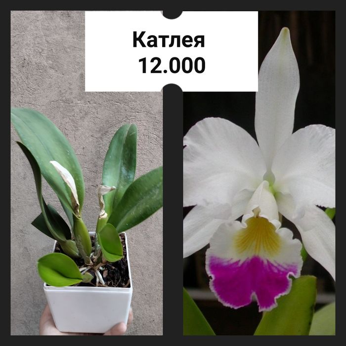 Орхидея катлея сортовая