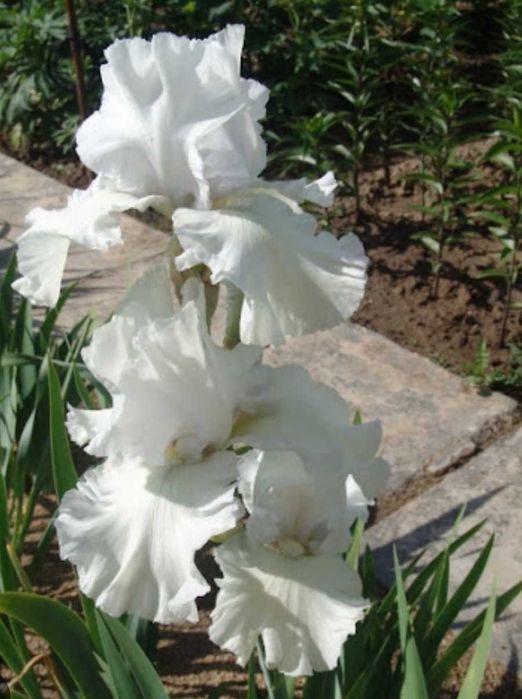 Растишки пересадка только осенью.