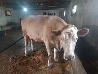 Vand Vaca Charolais
