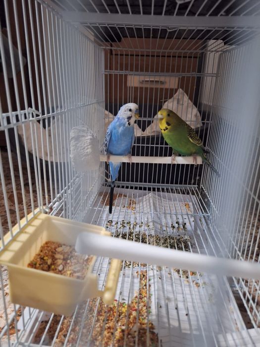 Nimfe și peruși de vânzare