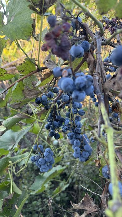 Продава се Къща в с. Хаджидимитрово, Област Велико Търново - 72 кв.м за 77 €/кв.м - Снимка #20