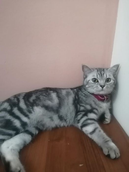 Шотландская породистая кошка!