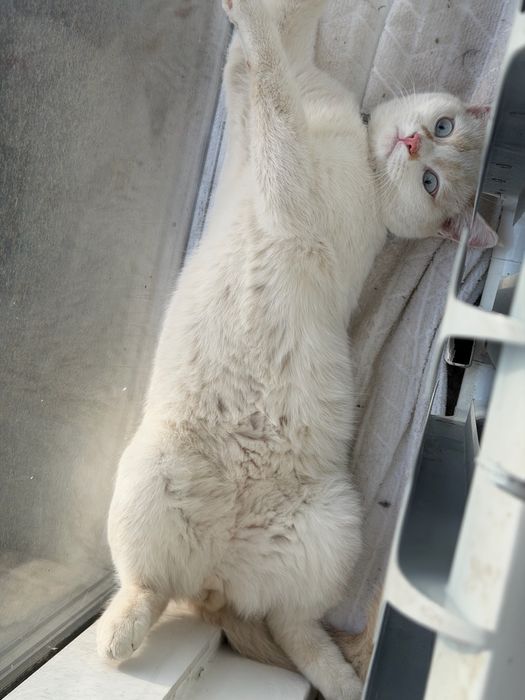 Кот , отдам кота