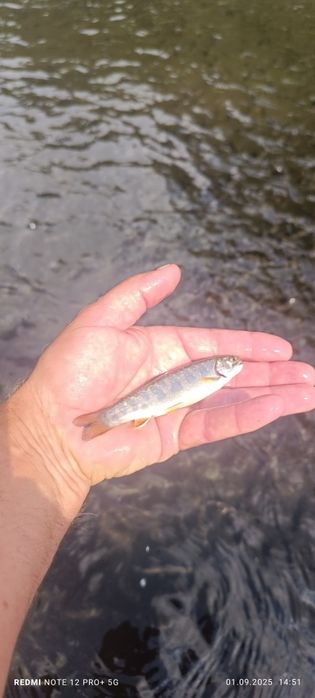 Puiet pastrav  fantanel și curcubeu