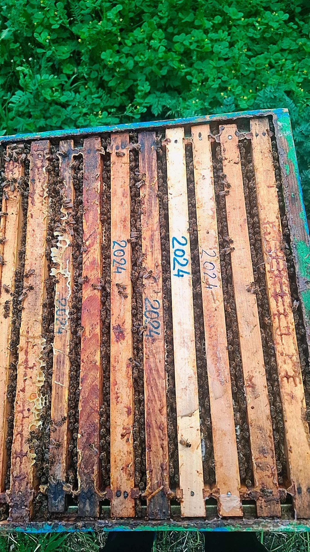 Vand 40 famili de albine!