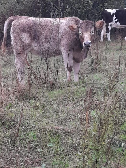 Vița de vânzare vârstă cinci luni