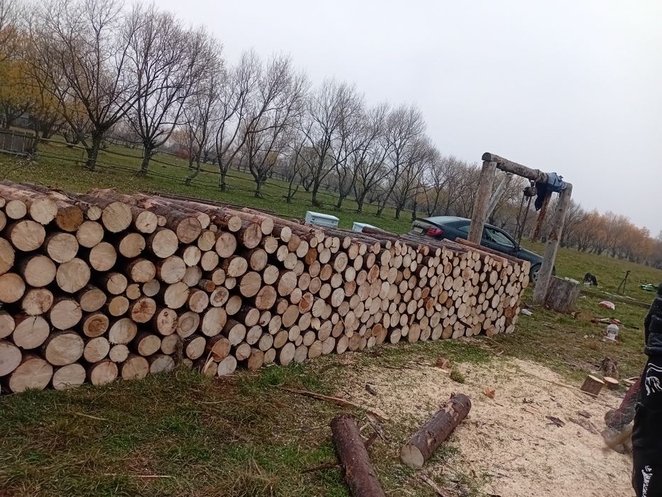 Vand lemne de brad uscate