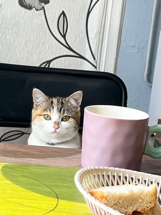 Отдам кошечку в добрые руки, хорошо ловит мышей и крыс