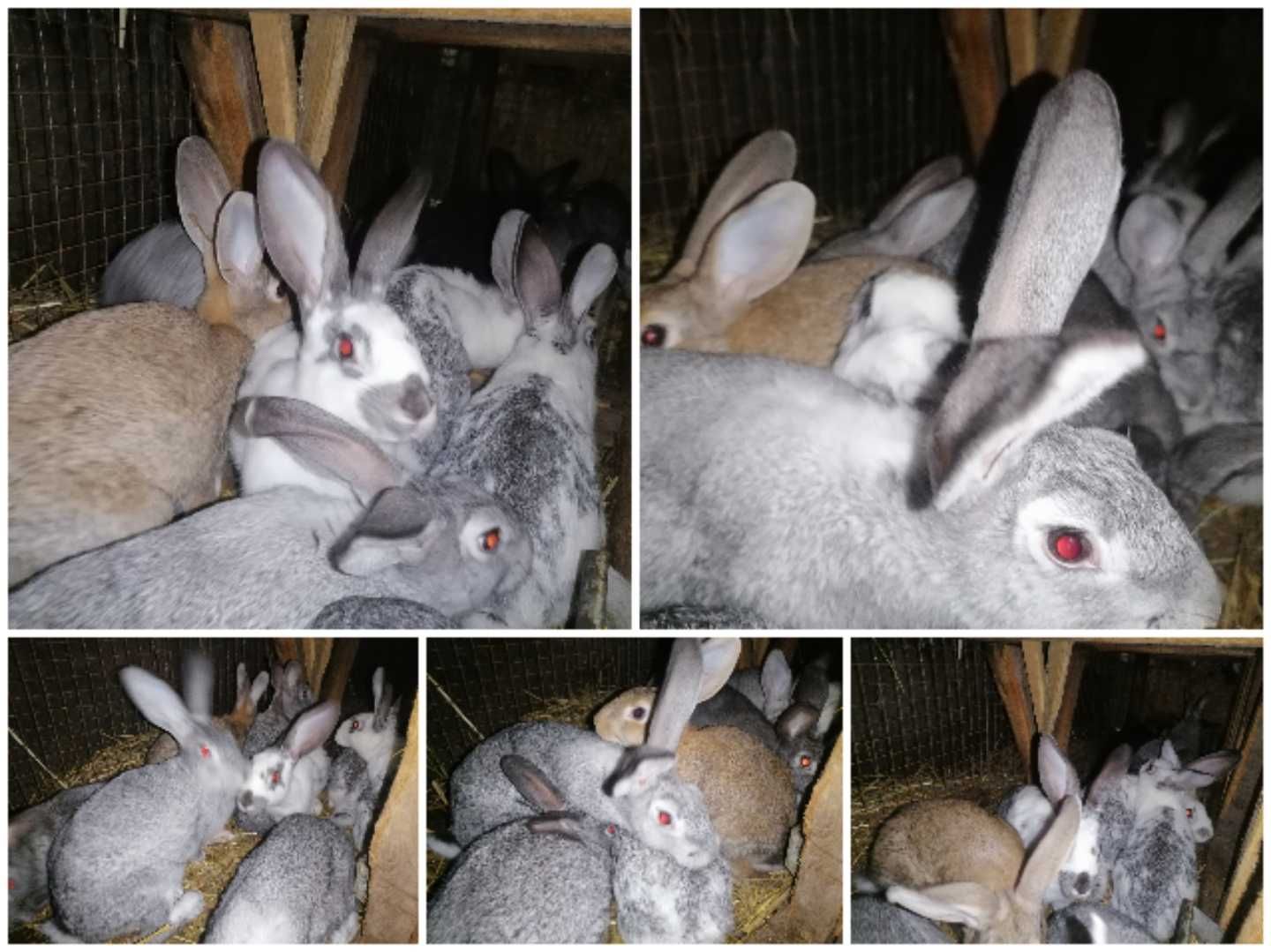 Крольчата, кролы, крольчихи