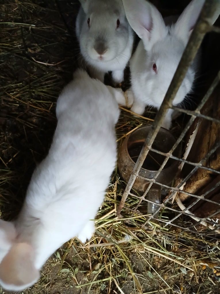Iepuri Hycole mici/ mari