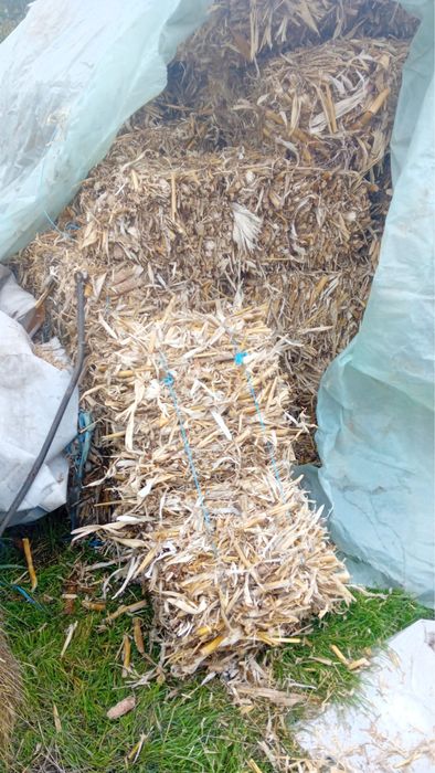 De vanzare baloti coceni porumb