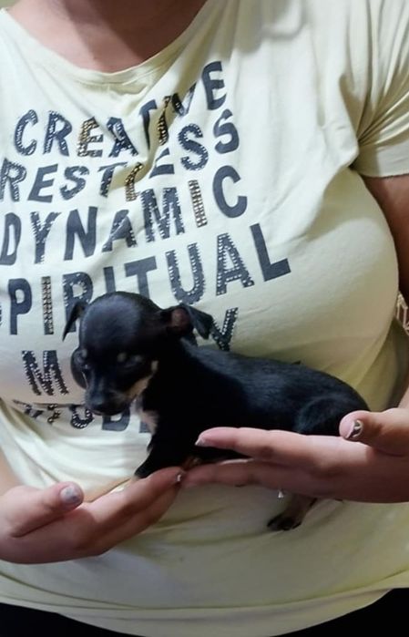 Мъжки мини пинчер