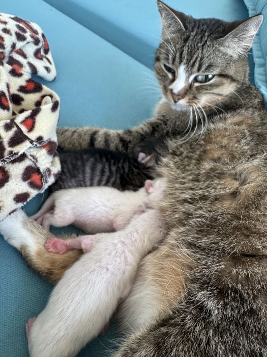 отдам котят даром