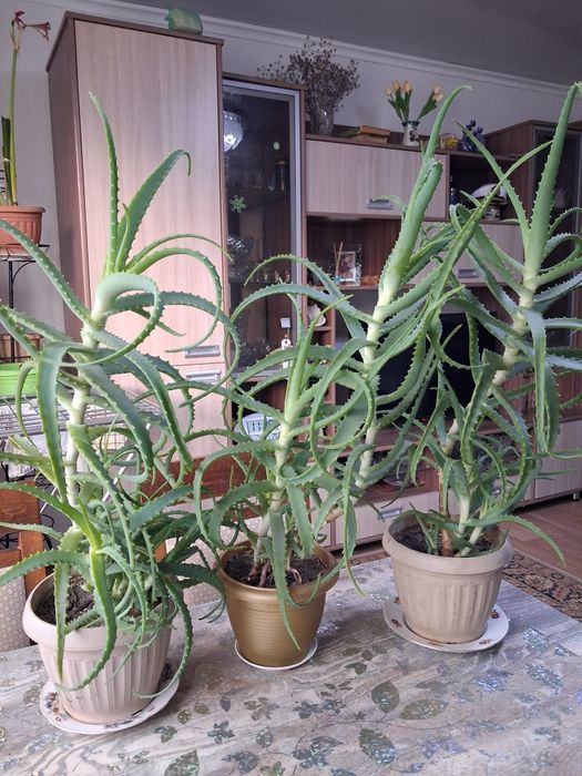 Алоэ лечебное 3 года