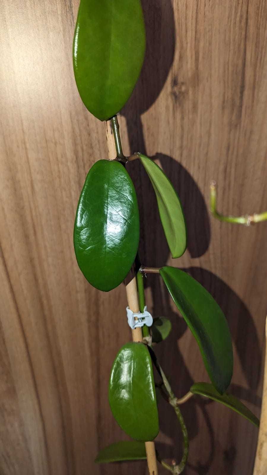 Hoya/Хоя (различни видове)