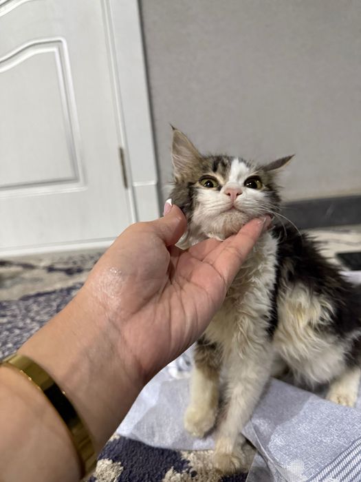 Отдам котенка только в добрые руки