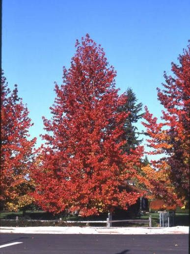 Pomi ornamentali  arborele de guma  Liquidambar