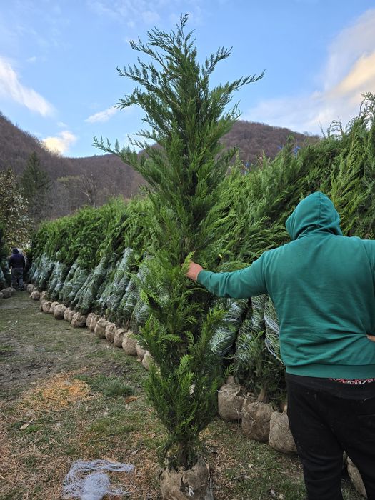 Tuia spirala pon pon