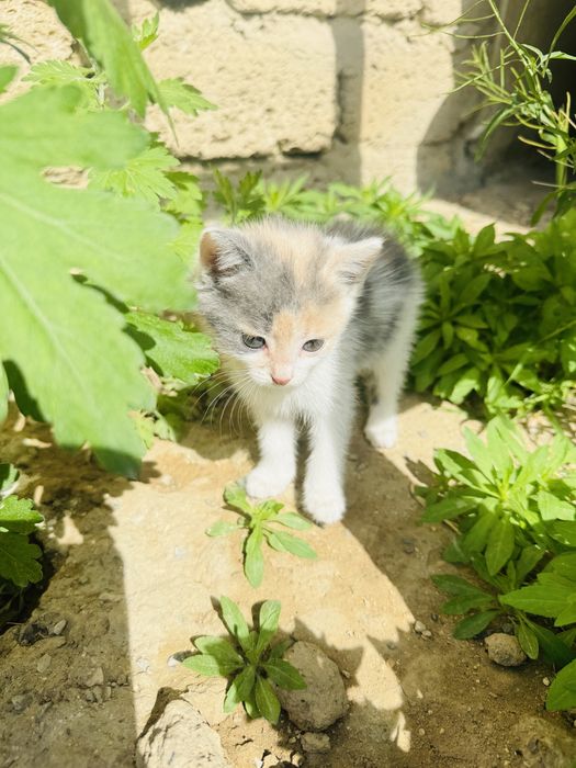 Котенки, отдам в хорошие руки
