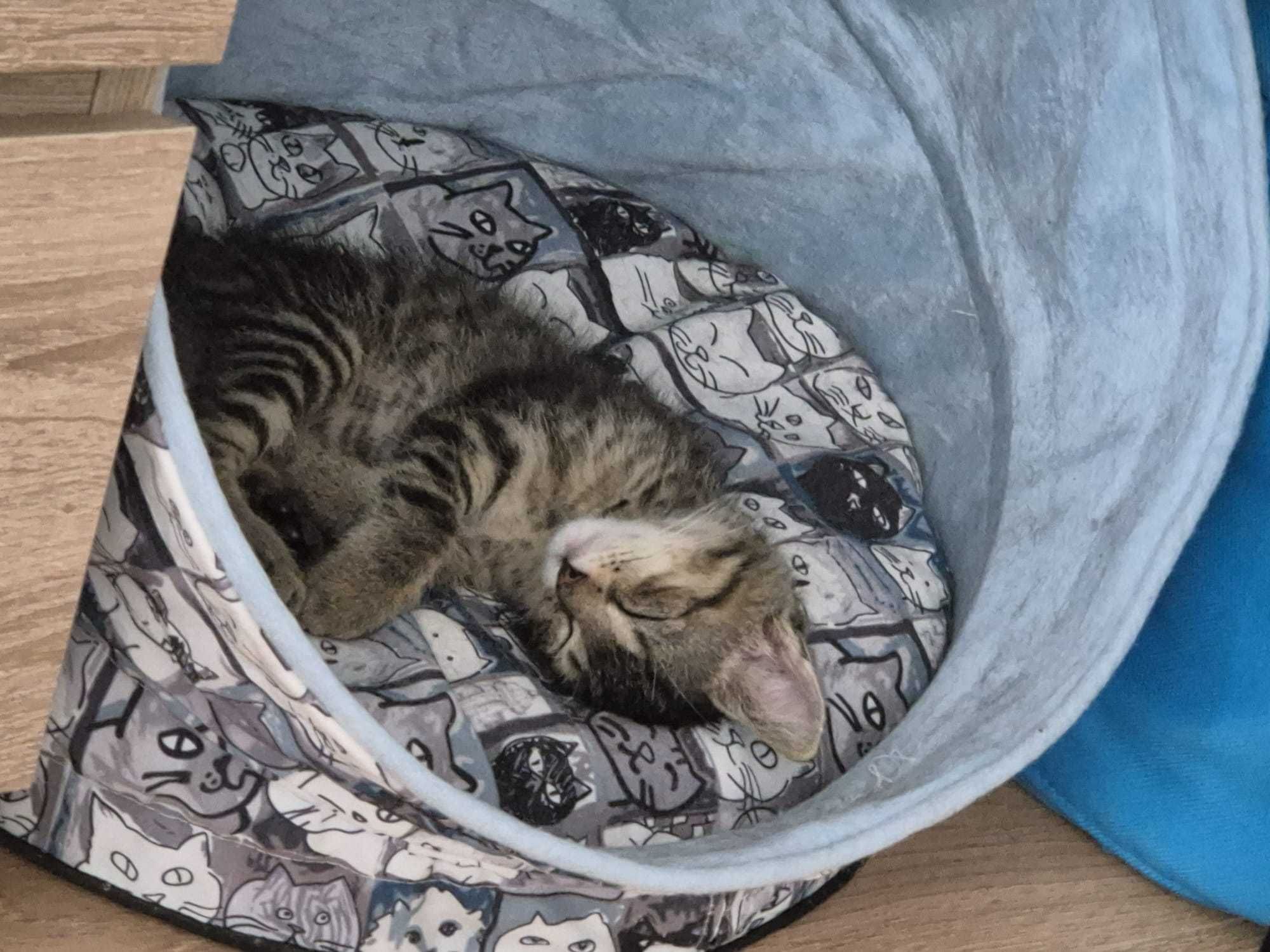 Ofer spre adopție motănel Brașov