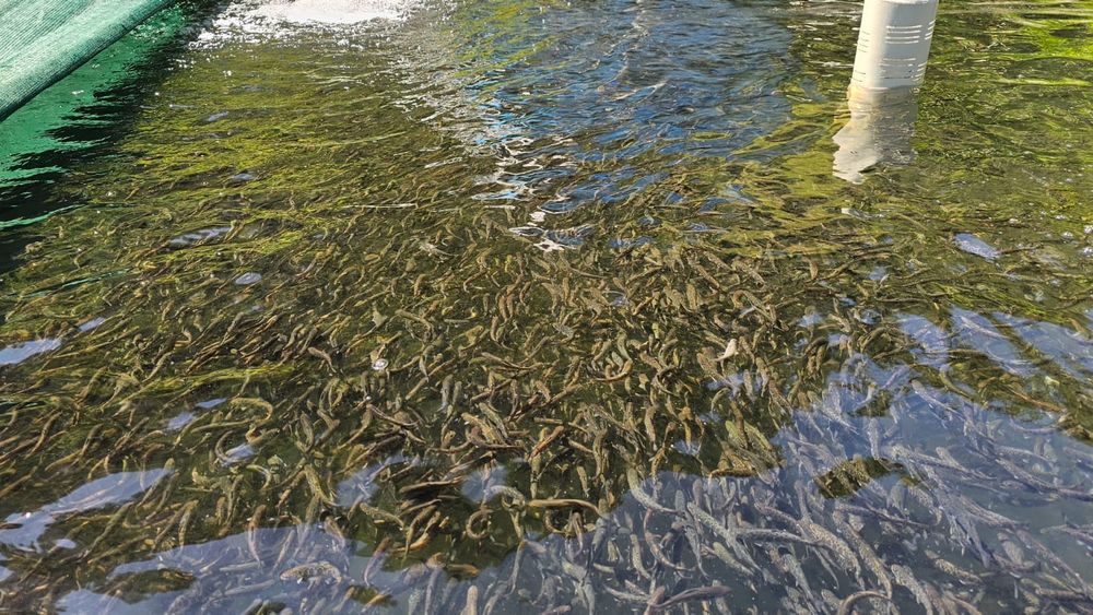 Vând păstrăv fântânel