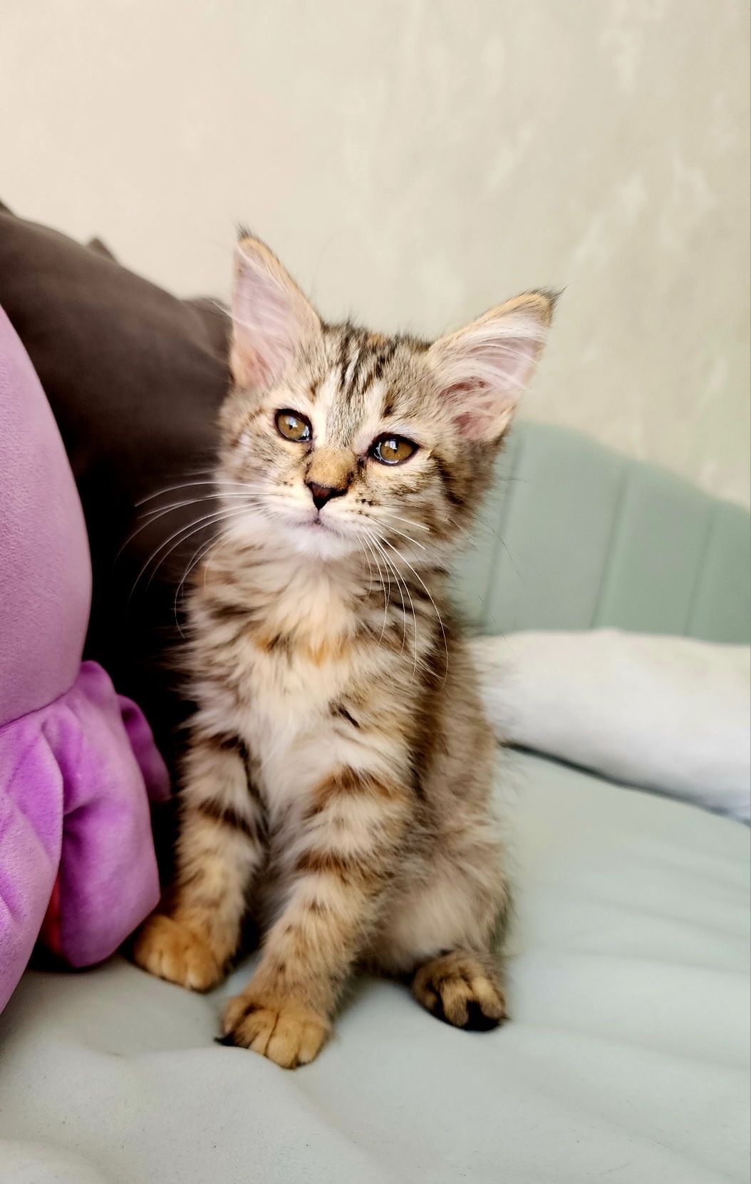 БЕСПЛАТНО ОТДАМ -Котёнок девочка 1,5 мес Латок знает на 5 +