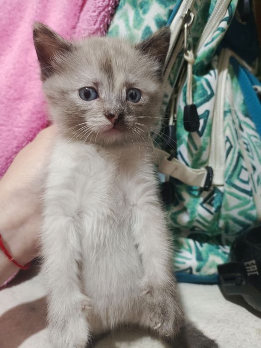 Отдам котенка в добрые руки