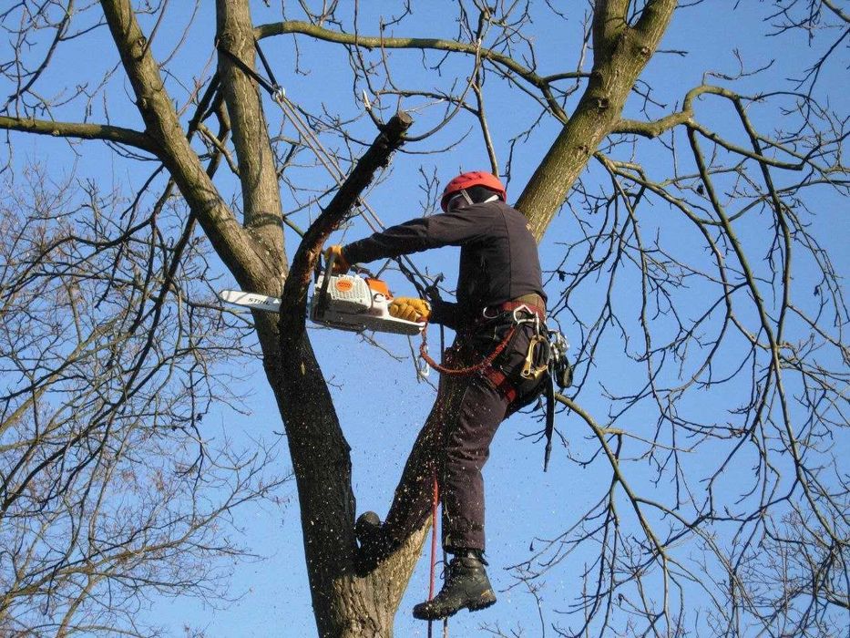 Пилим деревья.спил .распил. обрезка хвойных.обрезка живой изгорди.выру