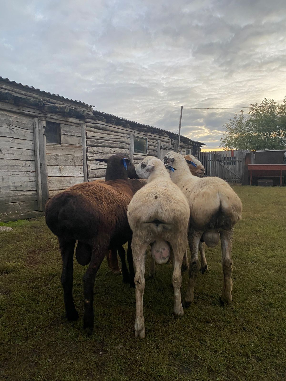 Продам кошкар гиссар