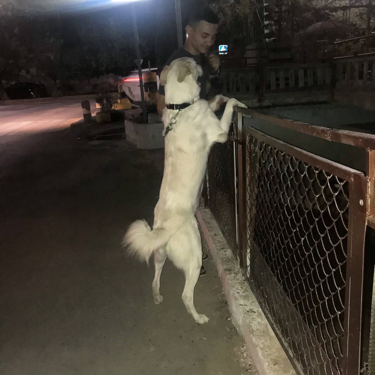 Отдам собаку в добрые  руки. На участок либо на дачу. Алабай-Дворняжка
