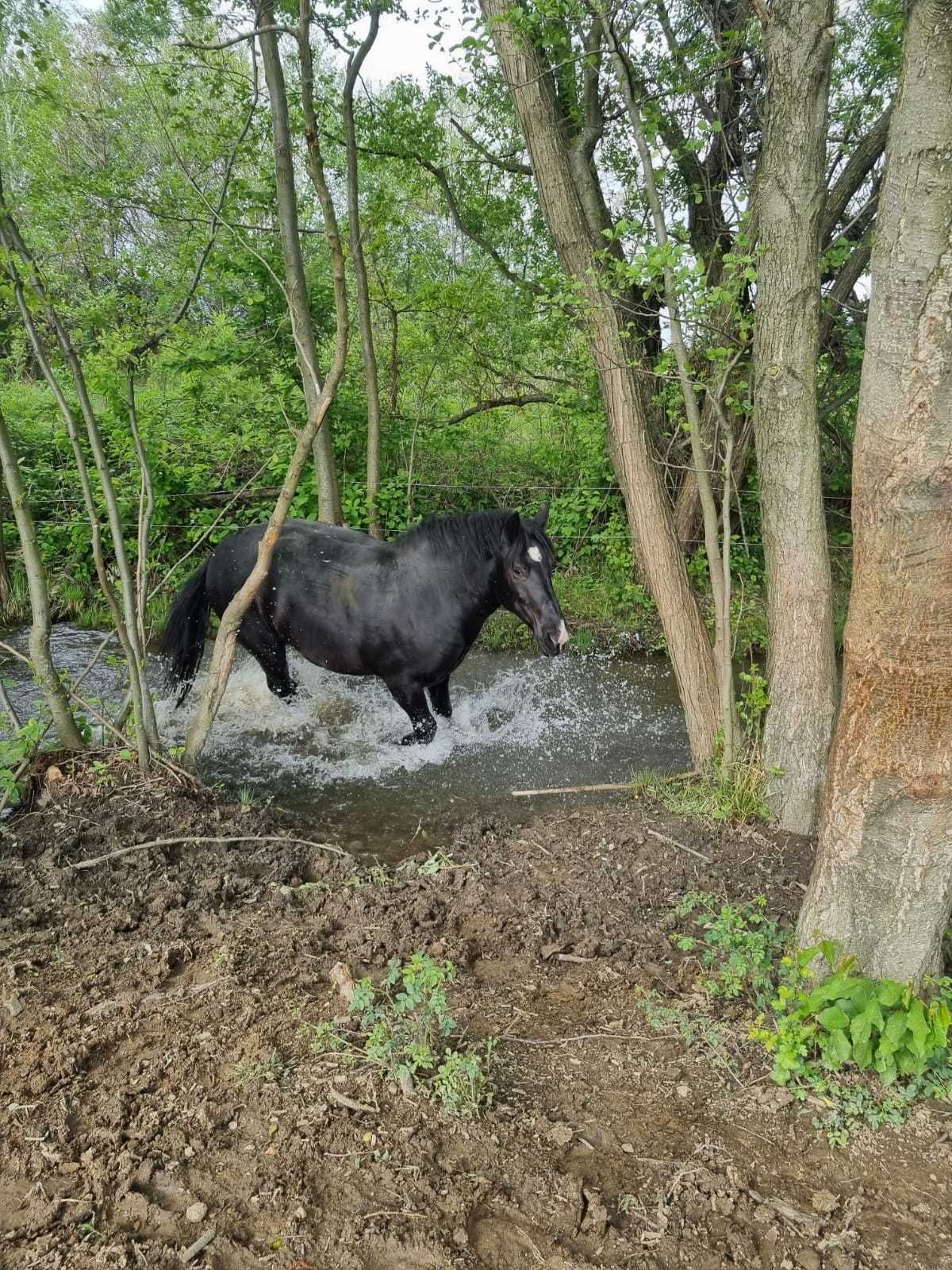 Mânză 2 ani foarte frumoasă si sănătoasă