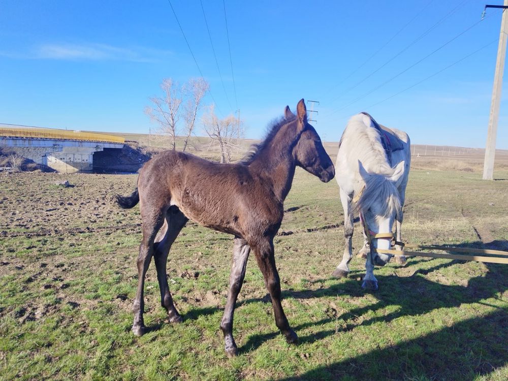 Продам кобылку, с жеребенком.