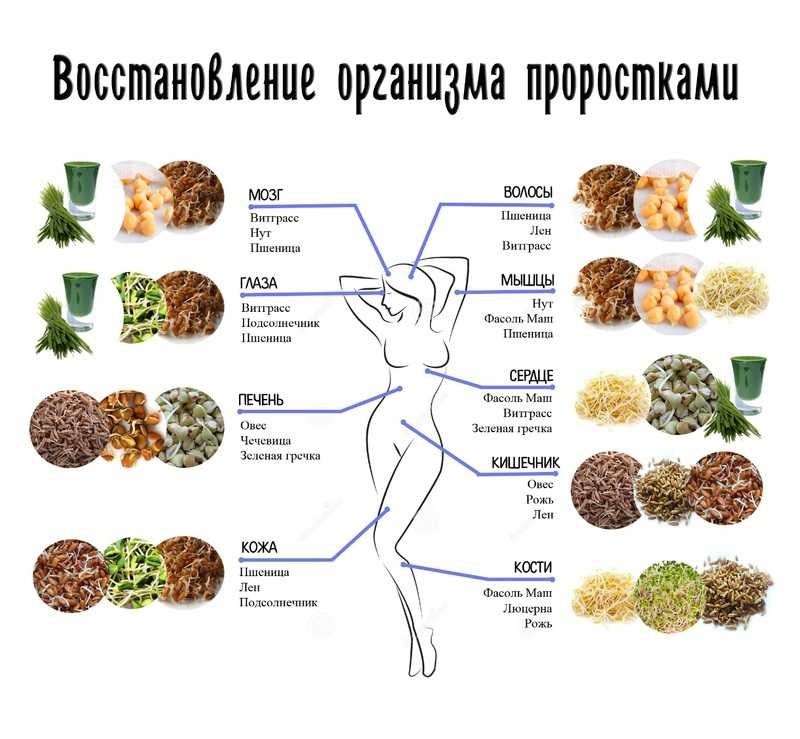 Витграсс срок ростков микрозелени пшеницы