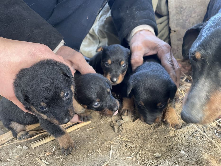 Охотничья порода ягдтерьер