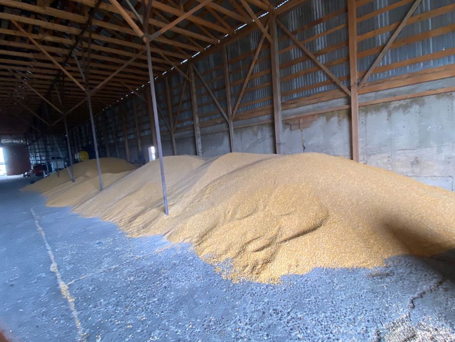 Porumb boabe recolata 2025, 70 de tone