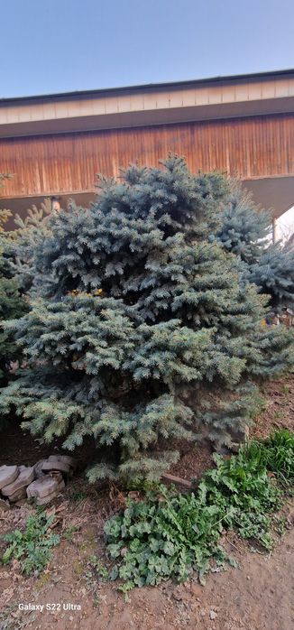 Продаются Голубые ели