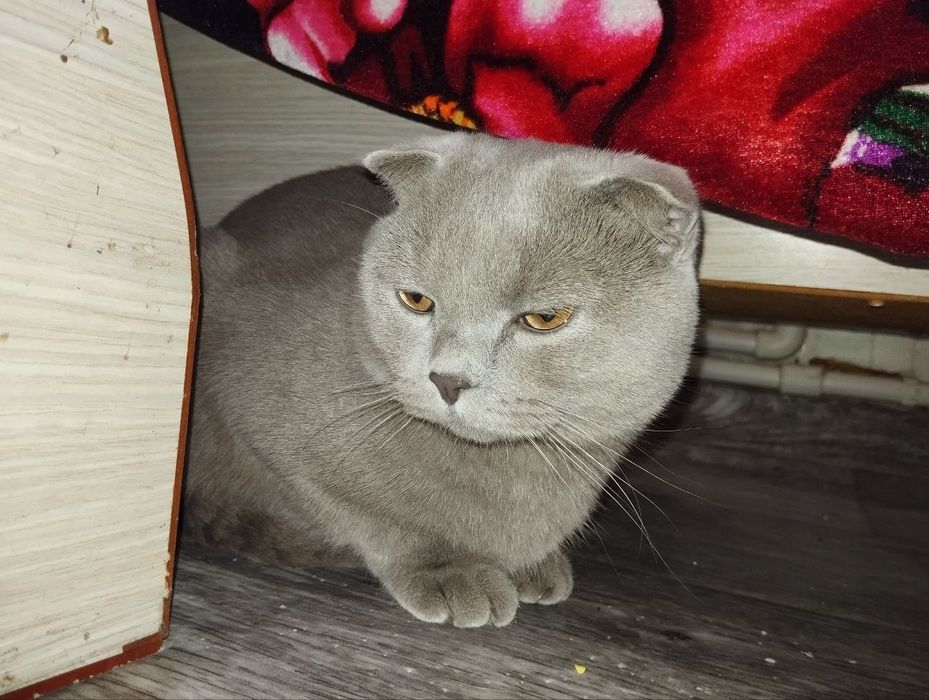 Кот на вязку вислоухий шатландец