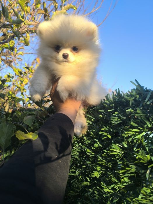 Мъжки померанчета