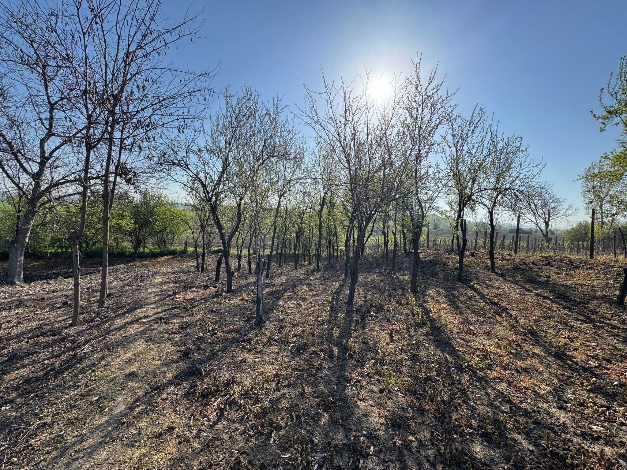 Casa si teren intravilan de vanzare - Iancu Jianu