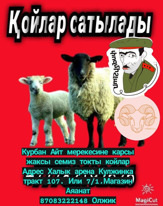 Кой Бараны токтушки продаётся 35000тысч г Алматы. Адрес Халык арена